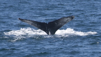 321-3923 Humpback Whale